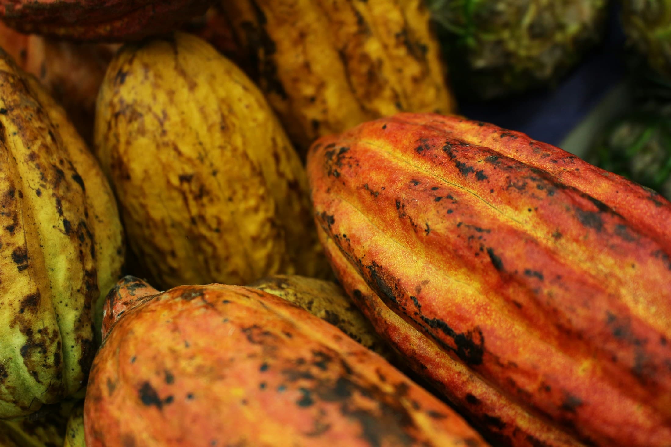 Cocoa producing region or harvest