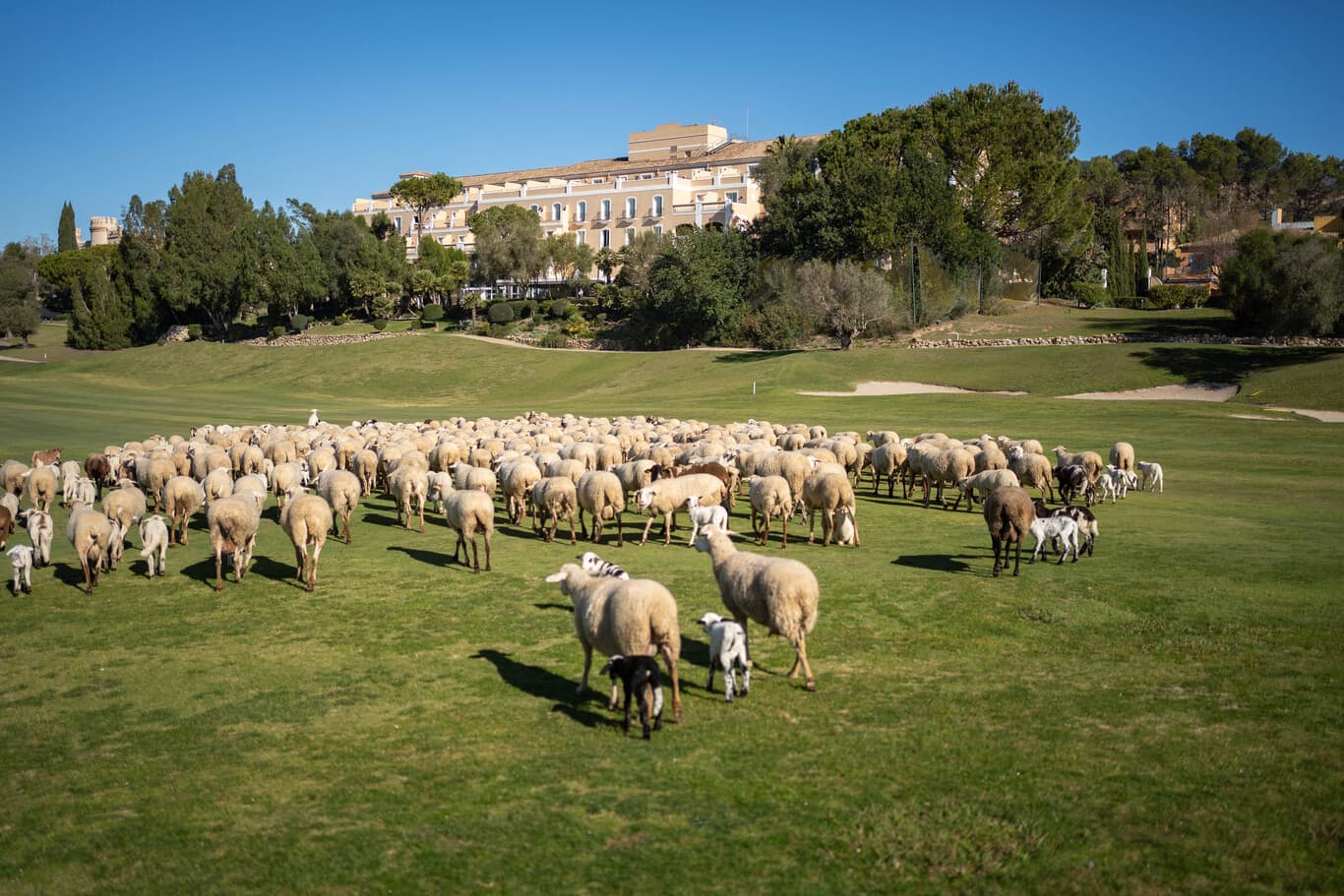 Cheese producing region or harvest