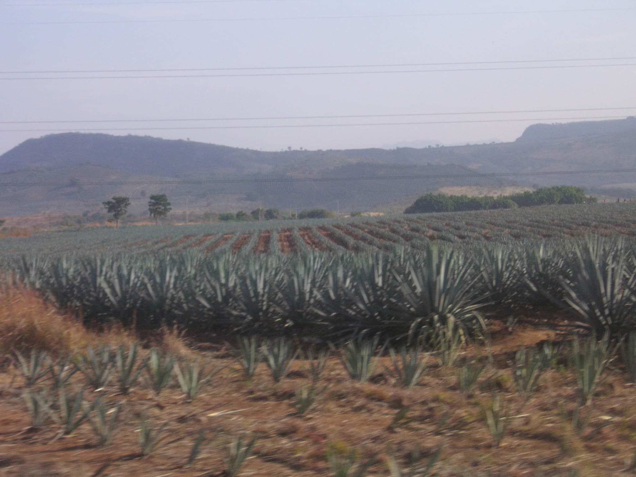 Tequila producing region or harvest